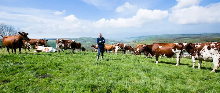 What Does Organic Mean for Cheese and Dairy Farming?