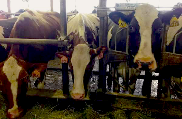 Jasper Hill Farm Cows