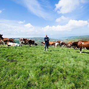 What Does Organic Mean for Cheese and Dairy Farming?